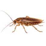 Cockroach identification for pest control services in Edmonton