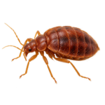 Bed bug illustration for pest identification and treatment