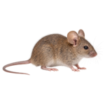Mouse illustration for rodent identification and pest control
