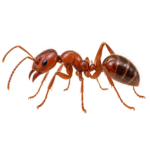 Ant illustration for pest identification and ant control services