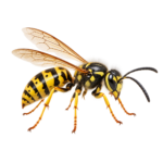 Wasp illustration for identification and wasp nest control services